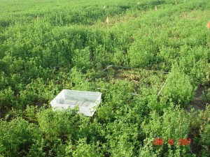 Alfalfa Herbicide Trial Yields